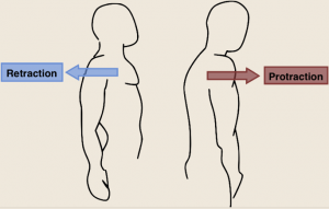 Skapular retraksiyon ve protraksiyon